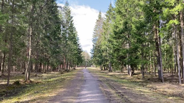 Empty footpath through a pine forest, tall pine trees on a sunny day, Babolovsky Park in Tsarskoye Selo, Pushkin town, Saint Petersburg, Russia.