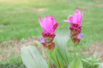 Beautiful Pink Siam Tulip bloom in the garden with sunlight on blur nature background.