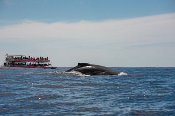 Fototapeta premium Los Cabos, Mexico - 2020 Whale watching season in Los Cabos is usually set each year by the Secretariat of Environment and Natural Resources as being from early-to mid-December to about mid-April