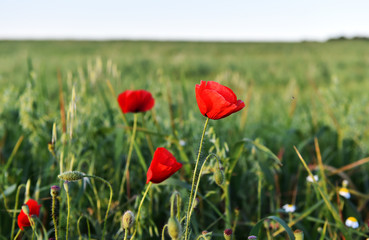 a red beautiful poppies at sunset in the Green field