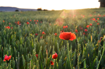 campo de amapolas