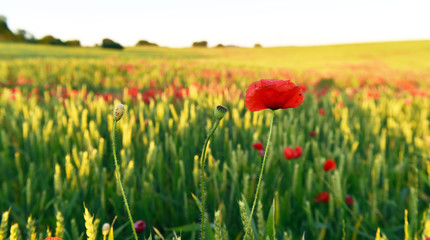amapolas en un campo de amapolas rojas