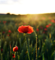 una preciosa amapola roja atardecerr