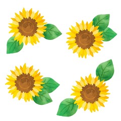 ひまわりの花　向日葵　水彩