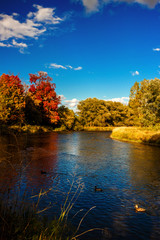 Bright red foliage of the Fall near Credit River, Mississauga, Ontario, Canada