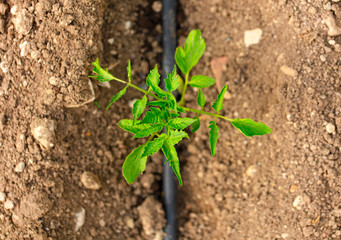 hobby garden. Organic tomato seedlings field in the home garden.