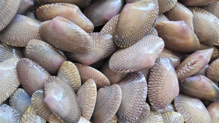 Photos of many clams.Seafood in Thailand. Local food.