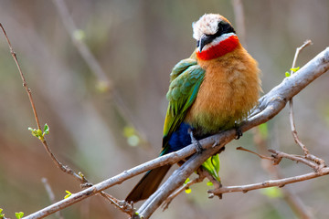 White Fronted Bee Eater in the Sabi Sand Game Reserve of South Africa