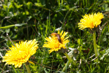 Bright yellow dandelion with a slug on flowers in the light of the sun with green plants in the background