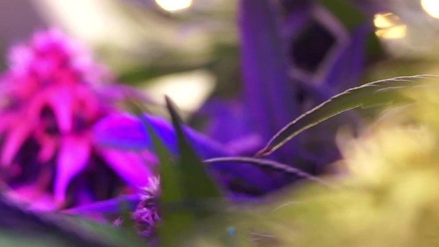 Close up of Legal cannabis under purple full spectrum lamp in grow box, medical Cannabis cultivation