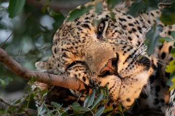 Leopard Portrait from the Sabi Sand Game Reserve of South Africa