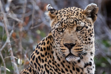 Fototapeta na wymiar Leopard Portrait from the Sabi Sand Game Reserve of South Africa