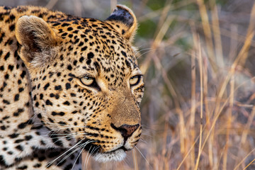 Leopard Portrait from the Sabi Sand Game Reserve of South Africa