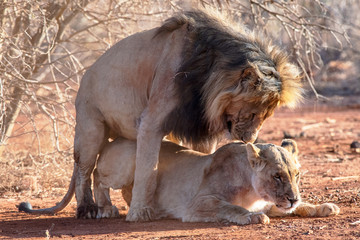 Lion and Lioness - Morning exercise session in the Madikwe of South Africa