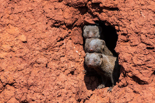 Dwarf Mongoose Trio - Madikwe Game Reserve South Africa