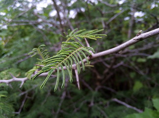 Nature plant green low temperature flowers 