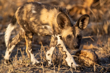 Wild Dog Pup from the Sabi Sand Game Reserve of South Africa