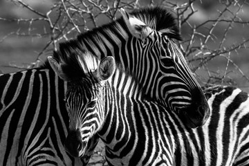 Fototapeta na wymiar Zebra and Foal - Madikwe Game Reserve, South Africa