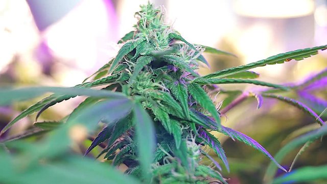 Close up of Legal cannabis under purple full spectrum lamp in grow box, medical Cannabis cultivation