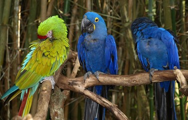 Obraz premium Three parrots on a branch