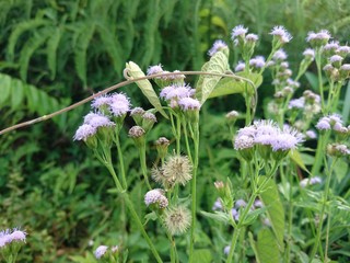 purple flowers in the field