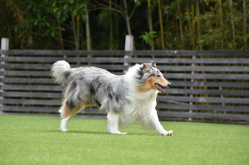 ドッグランで遊ぶコリー