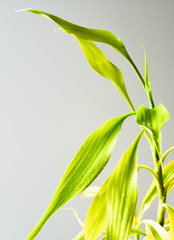 bamboo with a morning dew