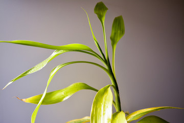 bamboo on a black background