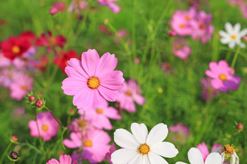 Beautiful cosmos flower blooming in the summer garden field in nature.
