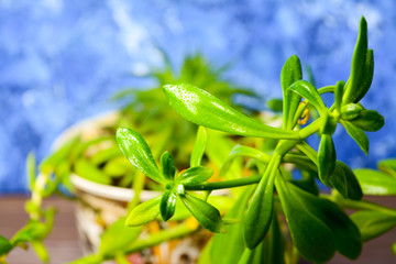 green leaves on blue background