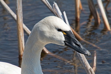 Tundra swan  © Bill