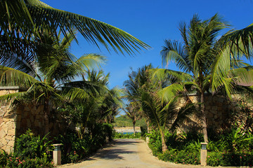 Fototapeta na wymiar beautiful path with palm trees in the park