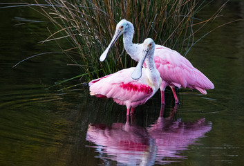 Roseate Spoonbill, Heron, Egret and Wood Stork