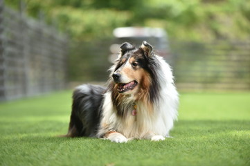 おすましするラフコリー