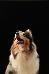 ラフコリー犬のスタジオポートレート