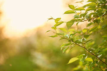 Obraz premium beautiful tree branch with green leaves close-up. sunrise rays in the spring garden. blurred background with bokeh and copy space