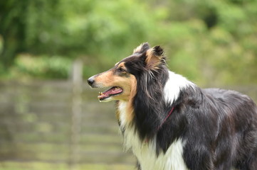 ドッグランで遊ぶコリー
