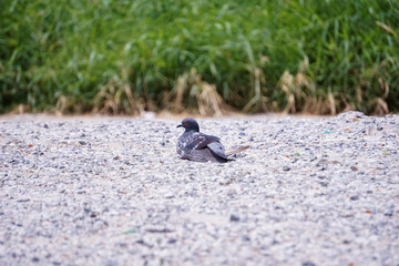 pigeon on the beach