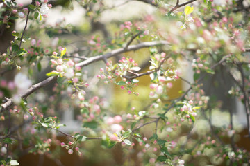 flowering garden, trees, shrubs