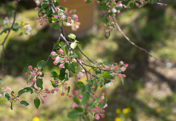 flowering garden, trees, shrubs