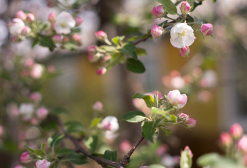 flowering garden, trees, shrubs