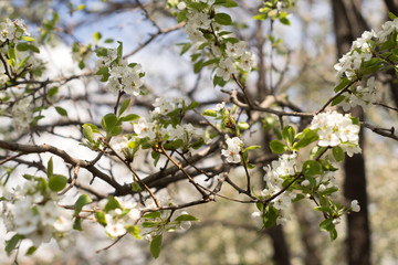 flowering garden, trees, shrubs