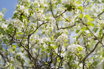 flowering garden, trees, shrubs