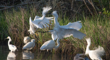 Roseate Spoonbill, Heron, Egret and Wood Stork