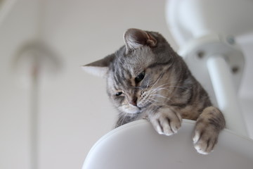 気怠そうな表情の猫アメリカンショートヘア