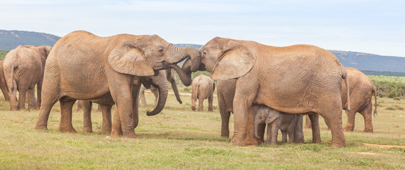 Elephants Greeting One Another