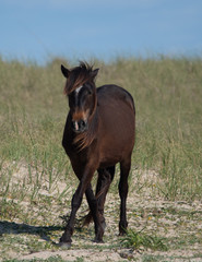 Obraz premium Cape Lookout and Shackleford Banks