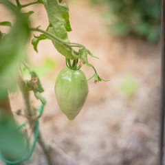 Close-up unripe tomato with bamboo stake and twist tie at backyard garden in Dallas, Texas, USA