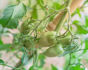 Vigorous cluster tomatoes on vines with bamboo stake at backyard garden near Dallas, Texas, USA