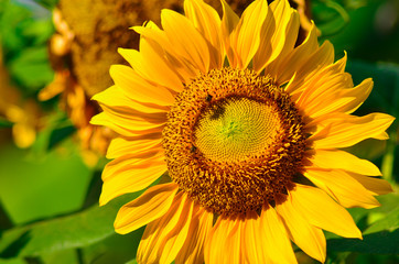 Obraz premium Honey bee perch on sunflower